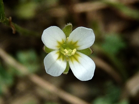{Leavenworthia uniflora}